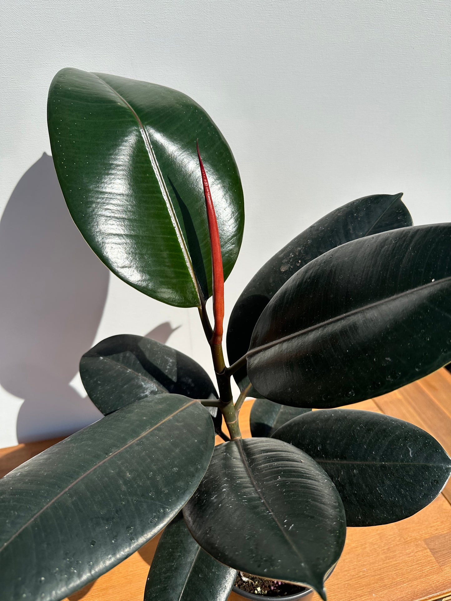 Ficus Elastica Burgundy