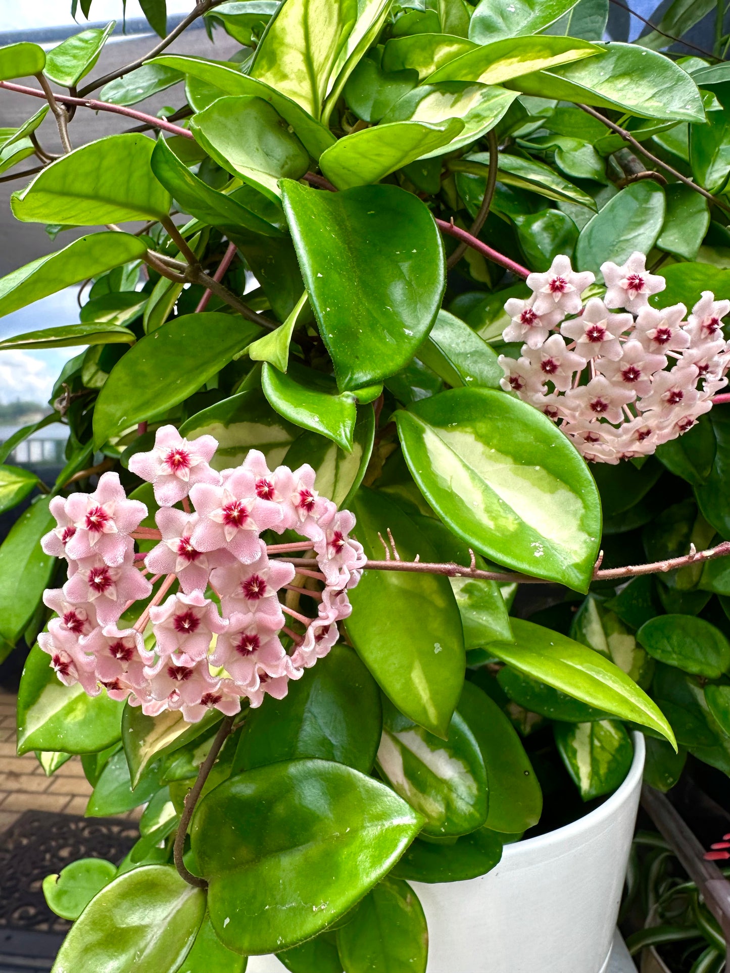 Hoya Krimson Princess on a Trellis