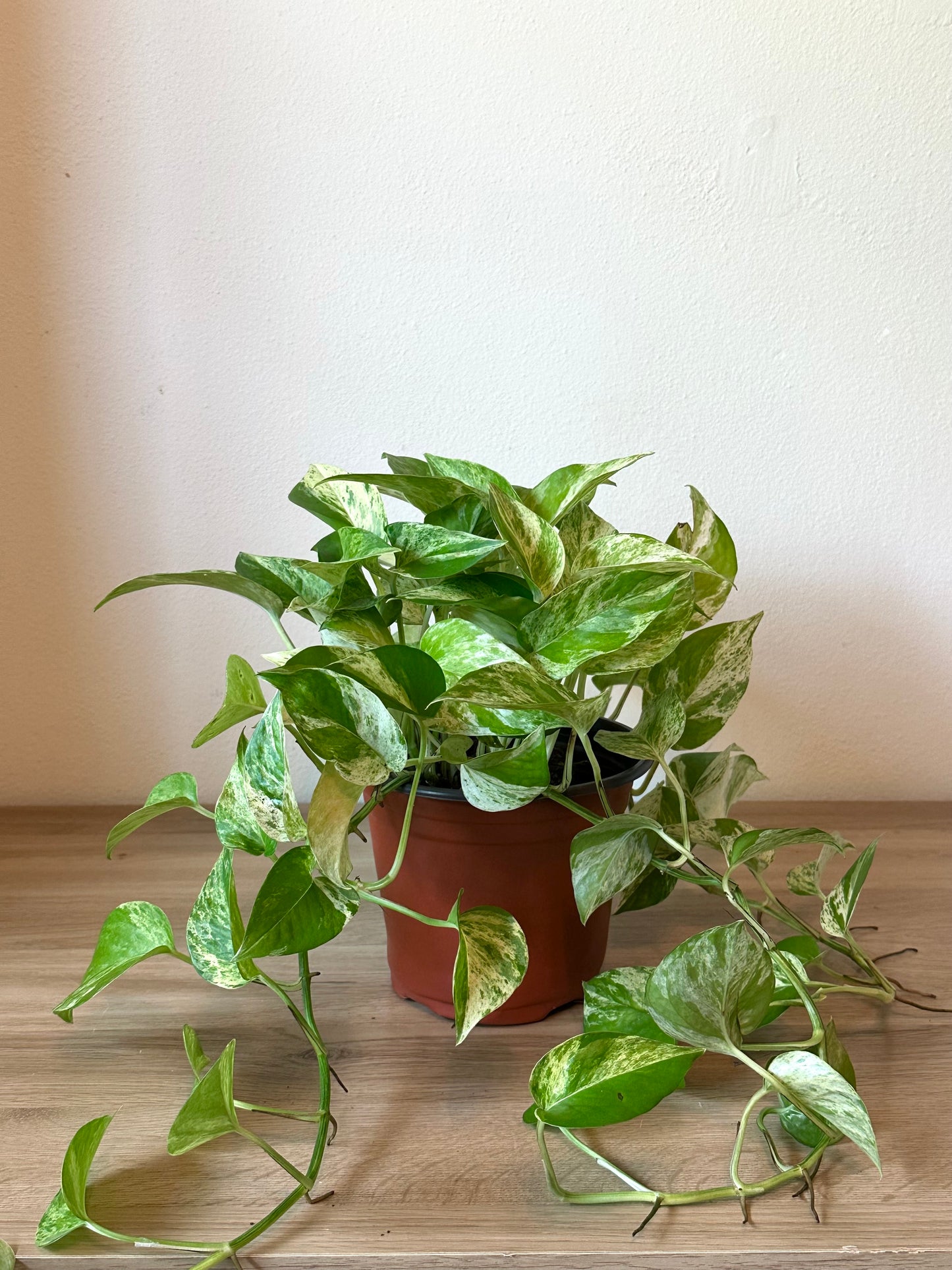 Queen Marble Pothos