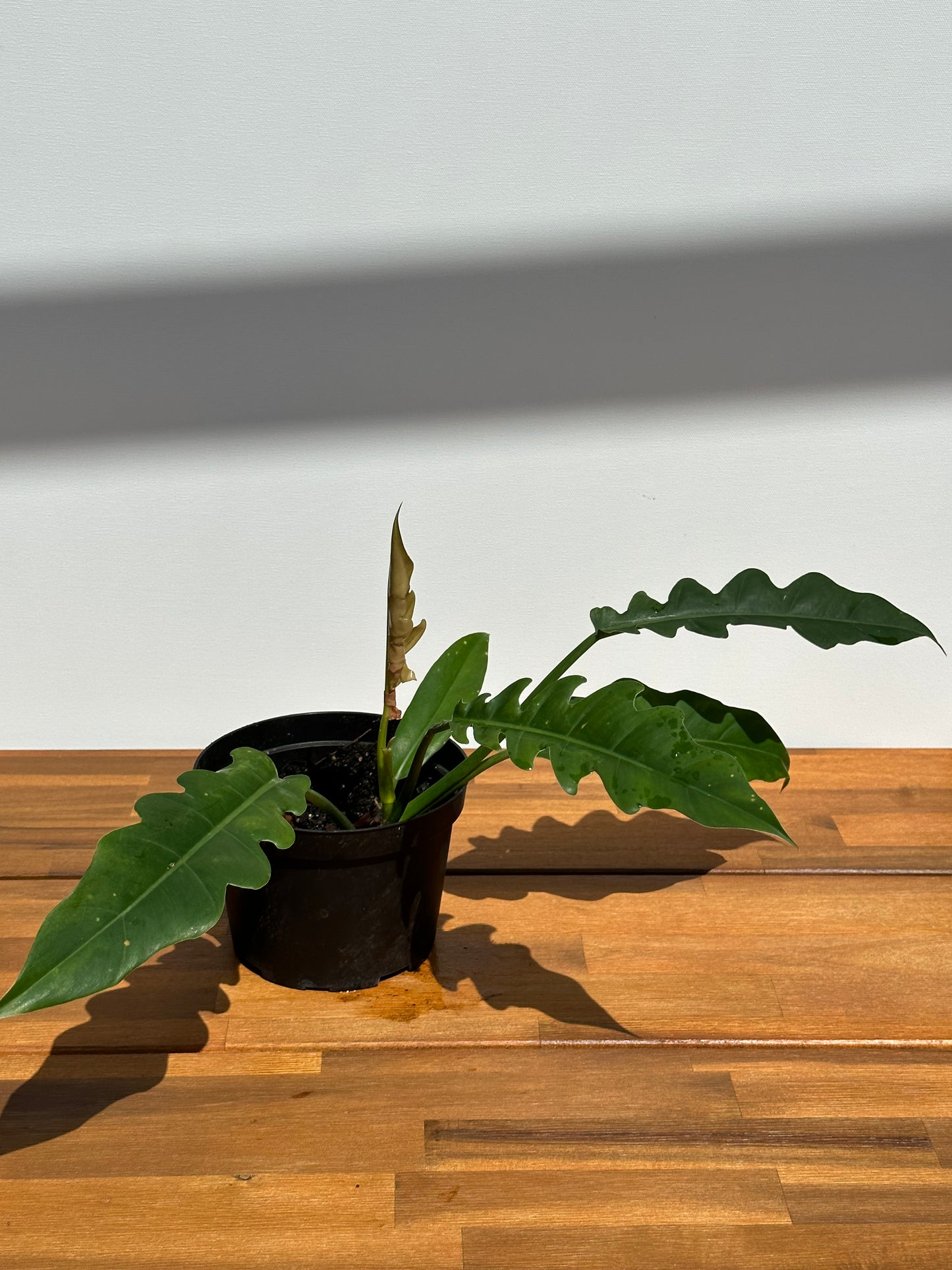 Tiger Tooth ( Jungle Boogie ) Philodendron