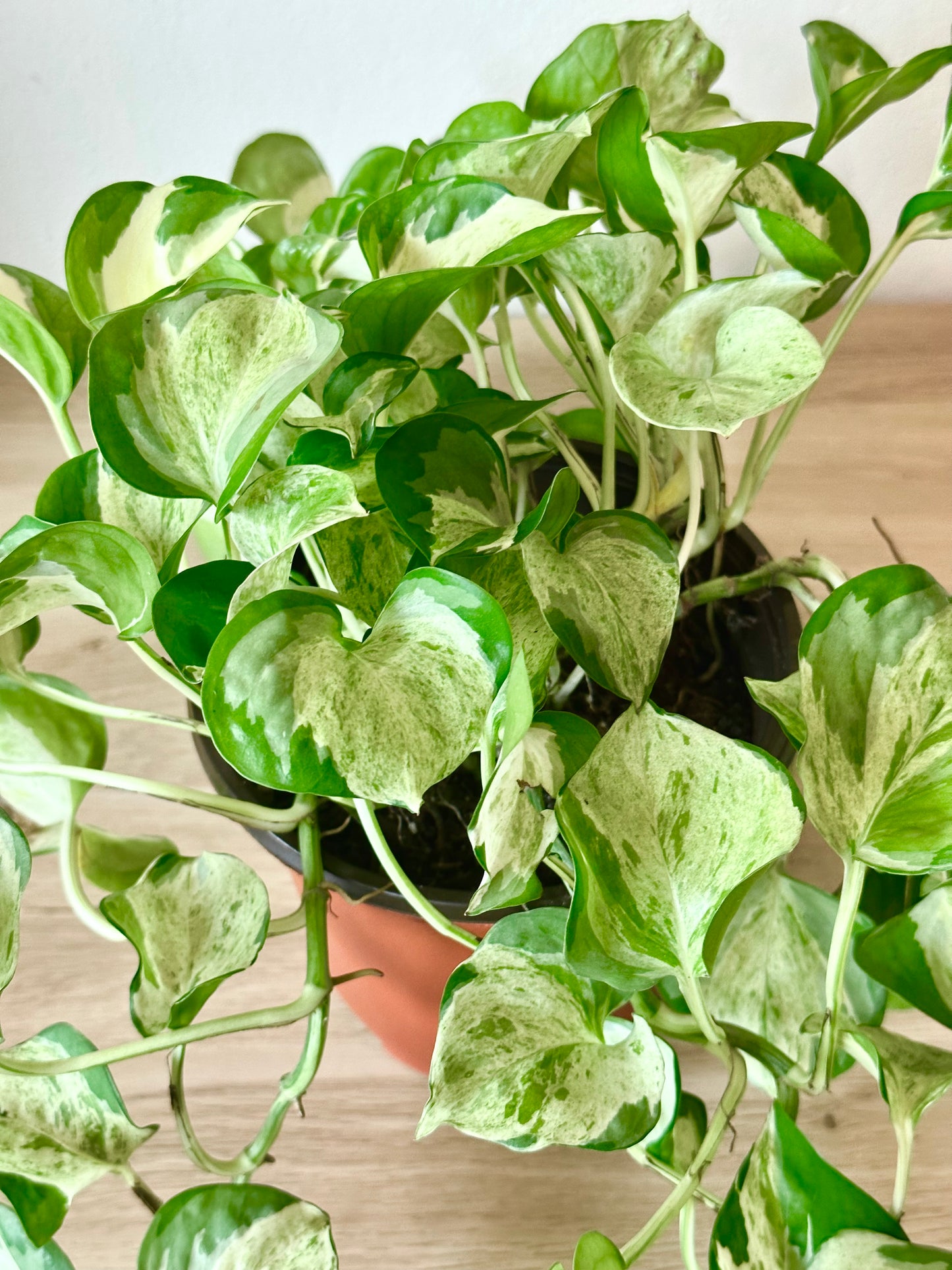 Manjula Pothos