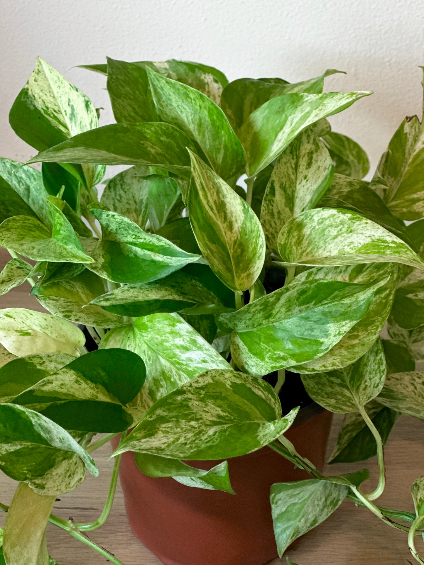 Queen Marble Pothos