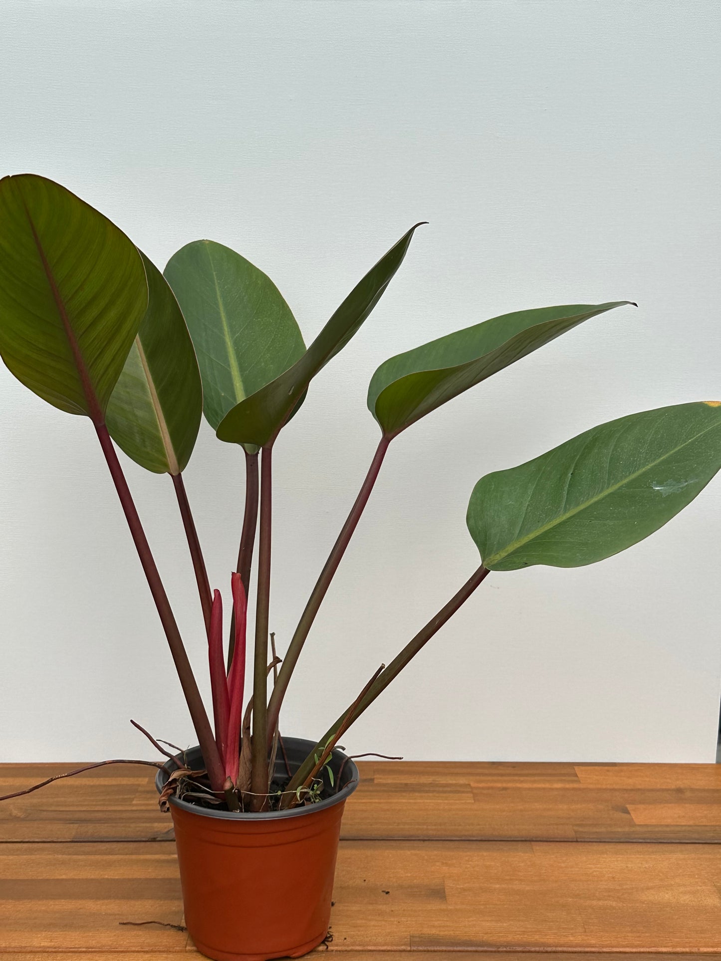 Rojo Congo Philodendron