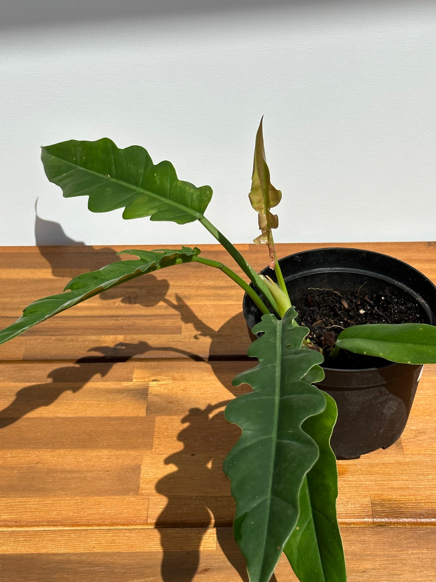 Tiger Tooth ( Jungle Boogie ) Philodendron