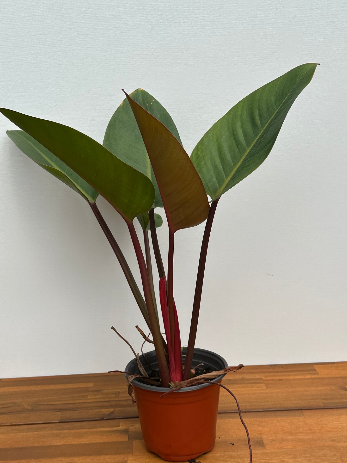 Rojo Congo Philodendron