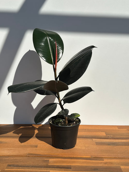 Ficus Elastica Burgundy