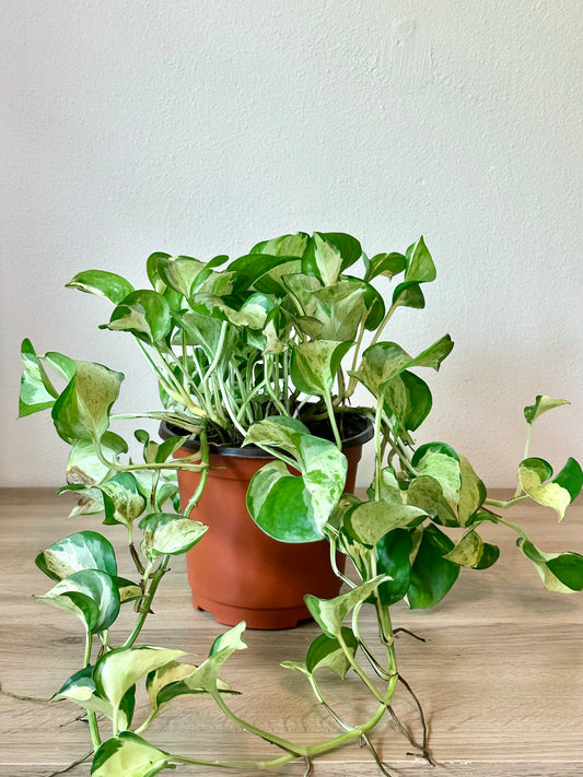 Manjula Pothos