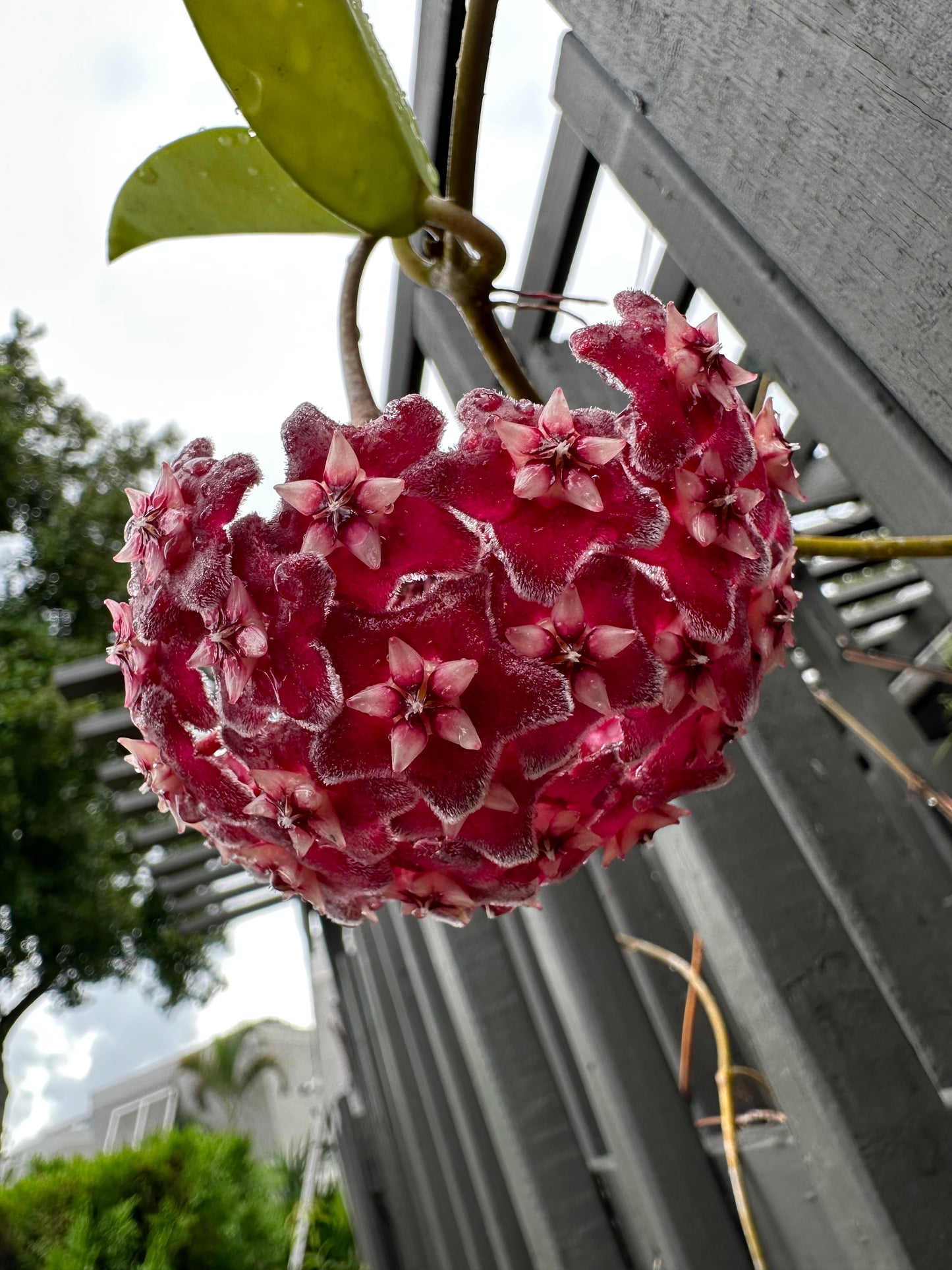 Hoya Pubicalyx on trellis